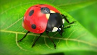 1200x862-LadyBug_by_Fernando_Kuhlmann