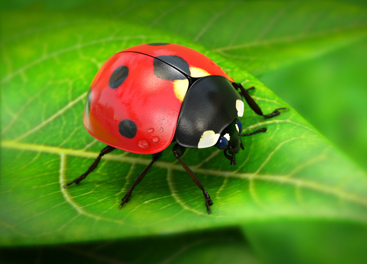 1200x862-LadyBug_by_Fernando_Kuhlmann